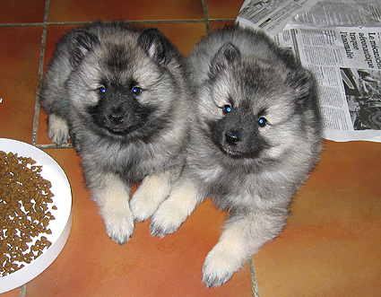 Bonny & Donatus